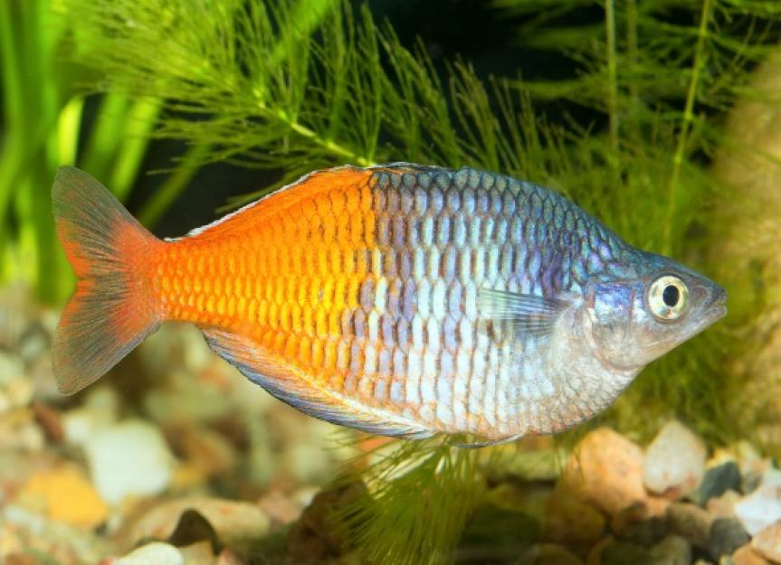 Rainbow Color Fish