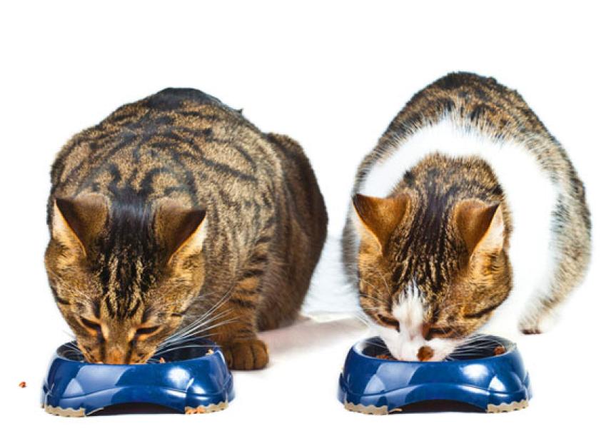 How Water Can Help Your Cat Lose Weight - and Keep It Off