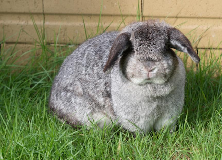 Obesity in Rabbits PetMD