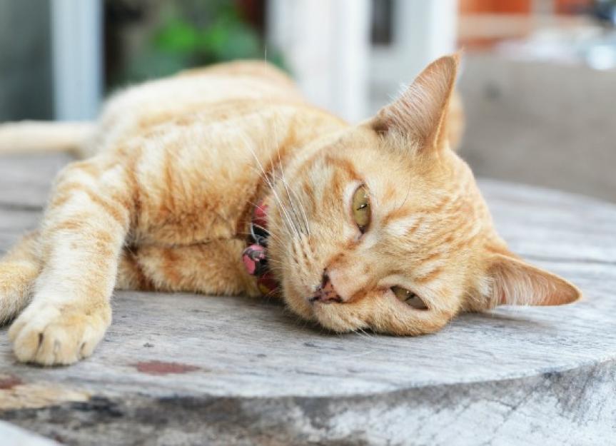Fatty Liver Disease in Cats | PetMD