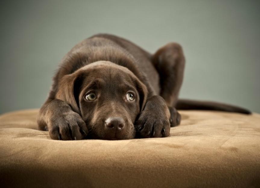 Dog Fear and Anxiety - How to Calm an Anxious Dog | PetMD