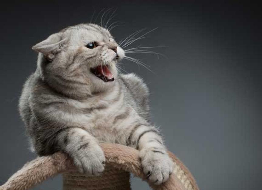 Signs & Symptoms of Fear and Anxiety in Cats PetMD