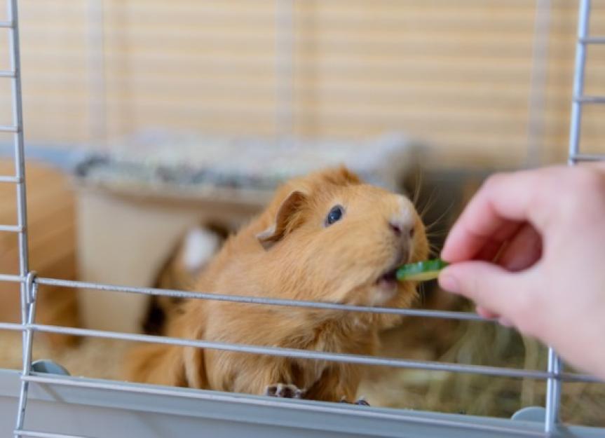 5 Things You Need to Make Your Pet Guinea Pig Healthier and Happier