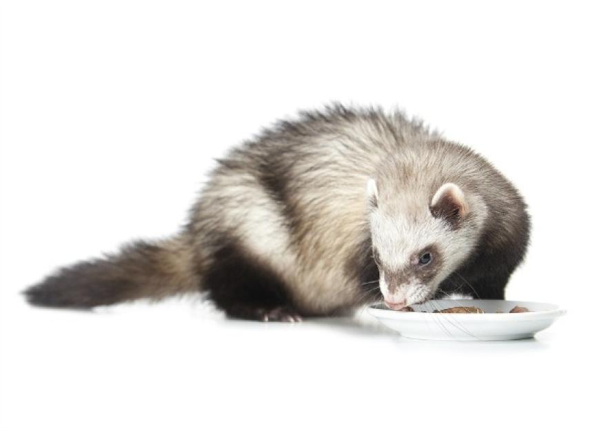 what-do-ferrets-eat-a-guide-to-feeding-your-ferret-petmd