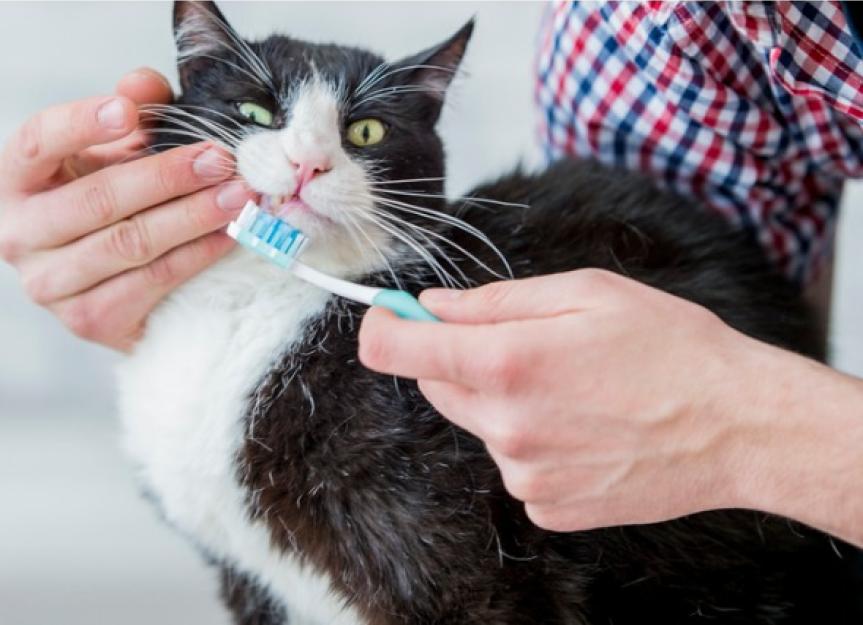 How Often Should You Brush Dog Teeth and Cat Teeth?