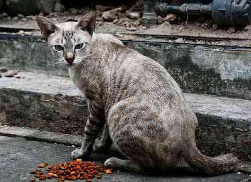can i feed stray cats dog food