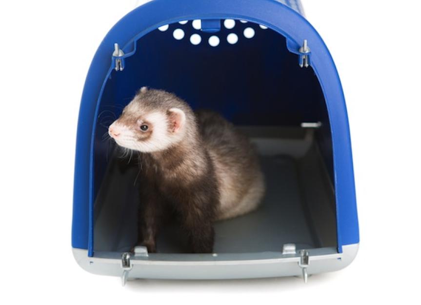 Cost of Caring for a Ferret PetMD