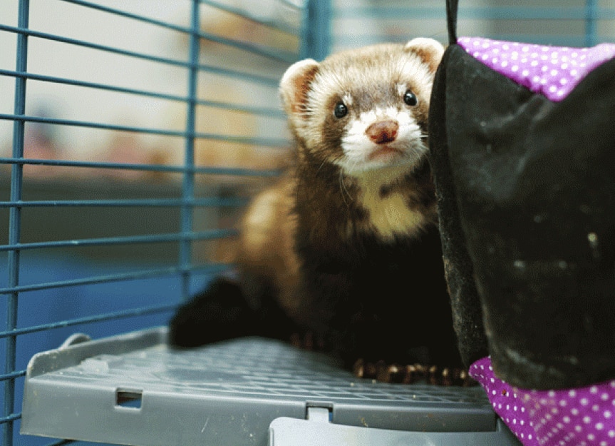 can cats and ferrets share a litter box