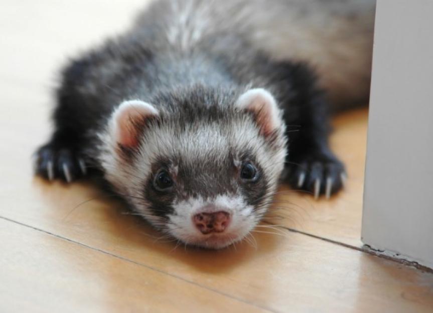 Ferret Care: How to Protect Your Ferret Against Fleas