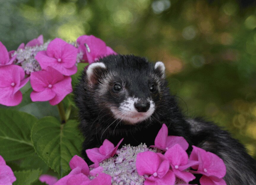 How to Make Ferrets Smell Better PetMD