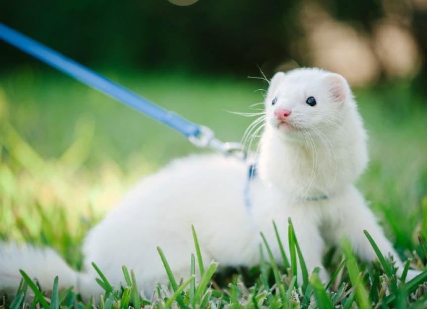 How to Train a Ferret