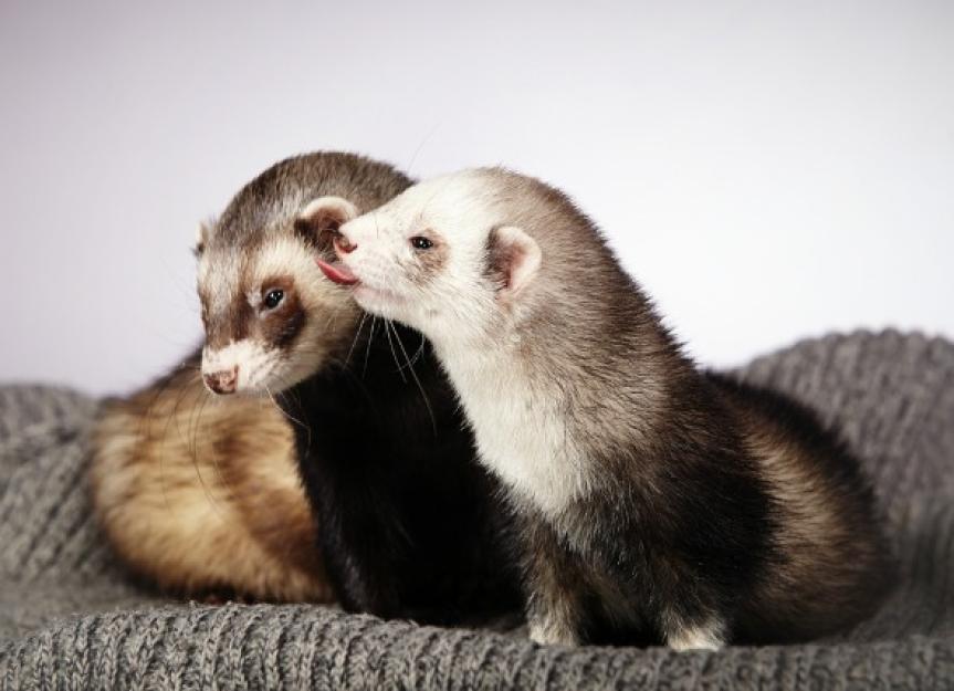 Are There Different Types of Ferrets? PetMD