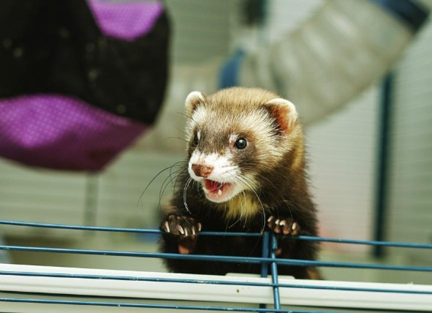 Ferrets with Black, Tarry Feces due to Presence of Blood