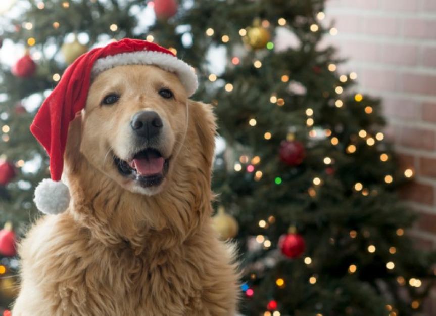 宠物狗圣诞树安全提示父母