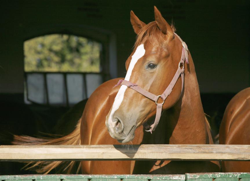What to Expect Before Getting Your First Horse