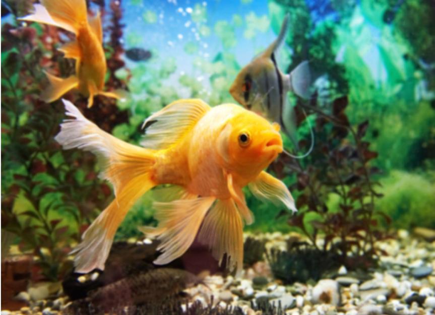 Fish Air Bladder Disorders, Diseases, and Treatment | Swim Bladder in Pet  Fish | PetMD