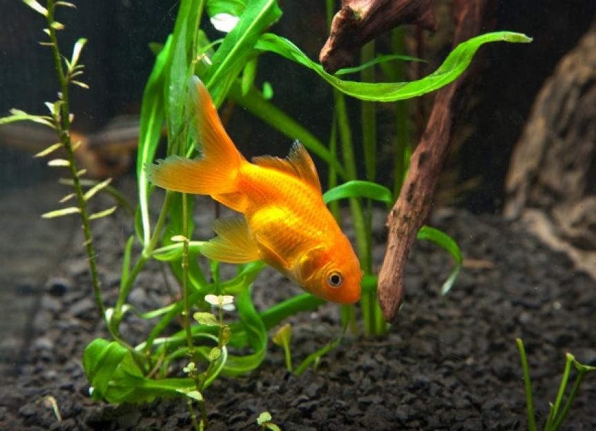 goldfish in a bowl with plant