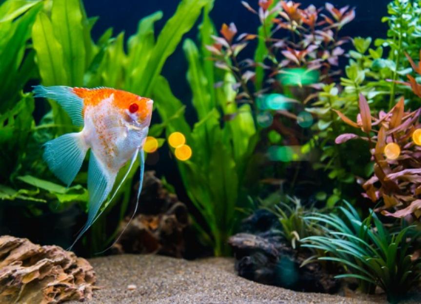  Java Moss Live Aquarium Beginner Plant Tank Planted