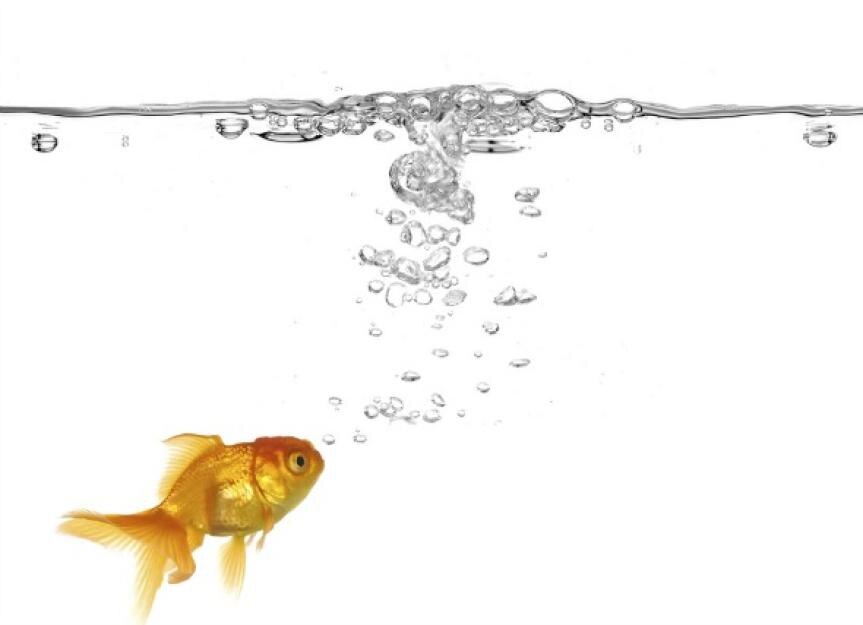 How Do Fish Breathe? How Fish Breathe Under Water PetMD