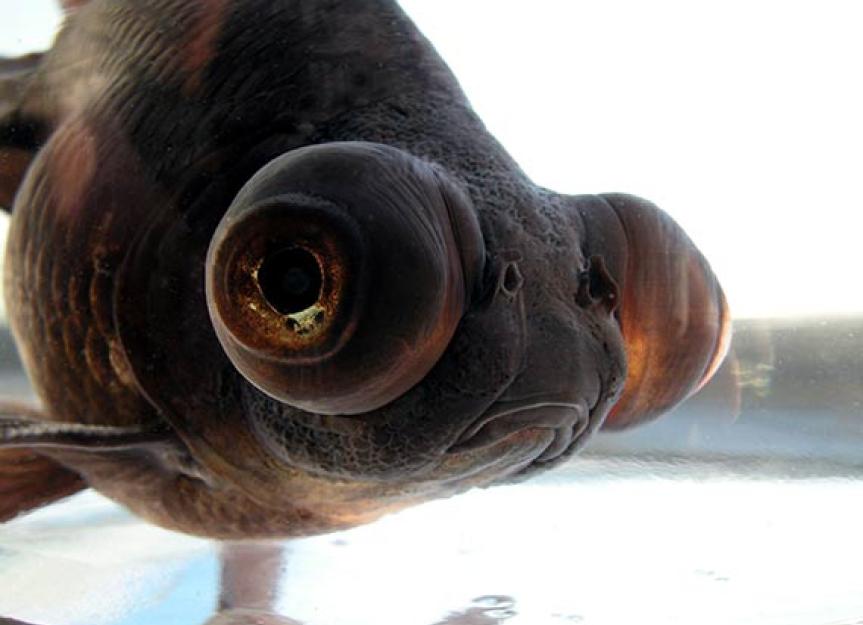 Can Pet Fish Recognize Their Owners? Research Says Yes