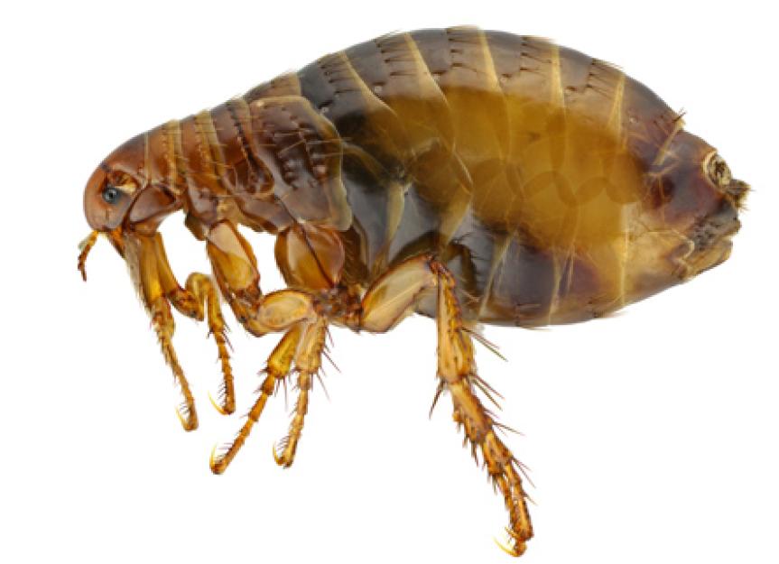 关于跳蚤幼虫你需要知道的6个事实