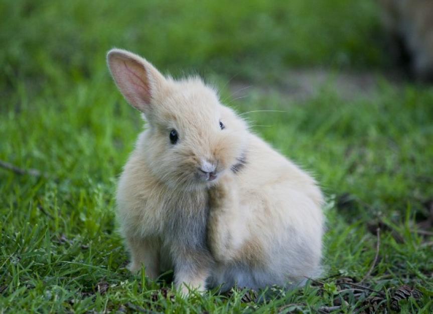 Fleas Infecting the Body in Rabbits PetMD