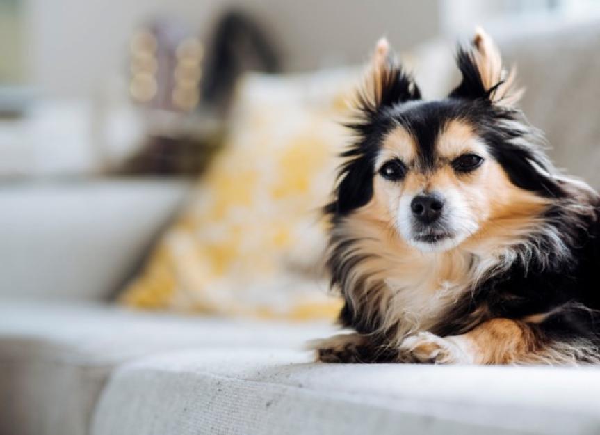 Drug Poisoning in Dogs | PetMD