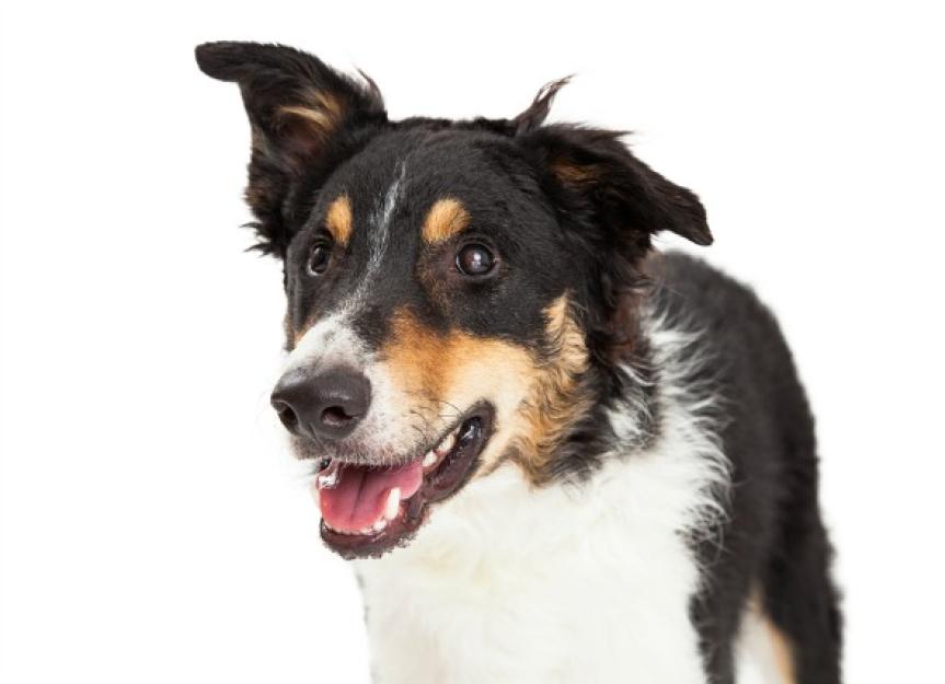 Fluid in the Lungs in Dogs PetMD