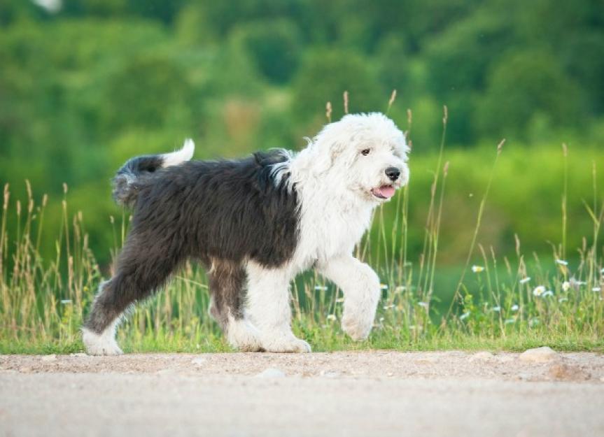 Fluid Retention and Tissue Swelling Due to Collection of Lymph in Dogs ...