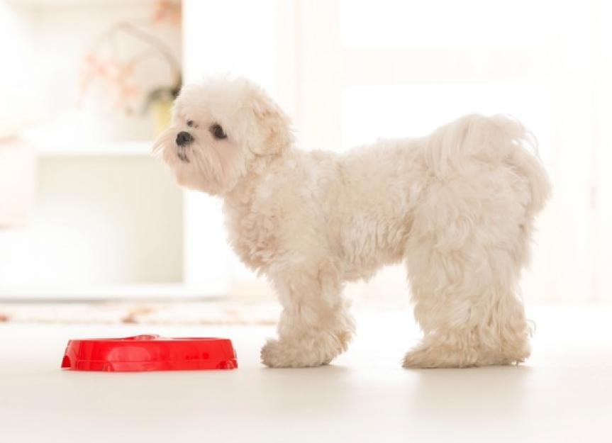 The Best Food Options for Your Dog with Allergies PetMD