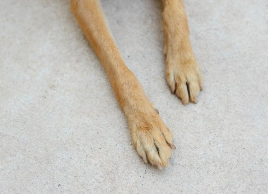 how many feet does a dog have