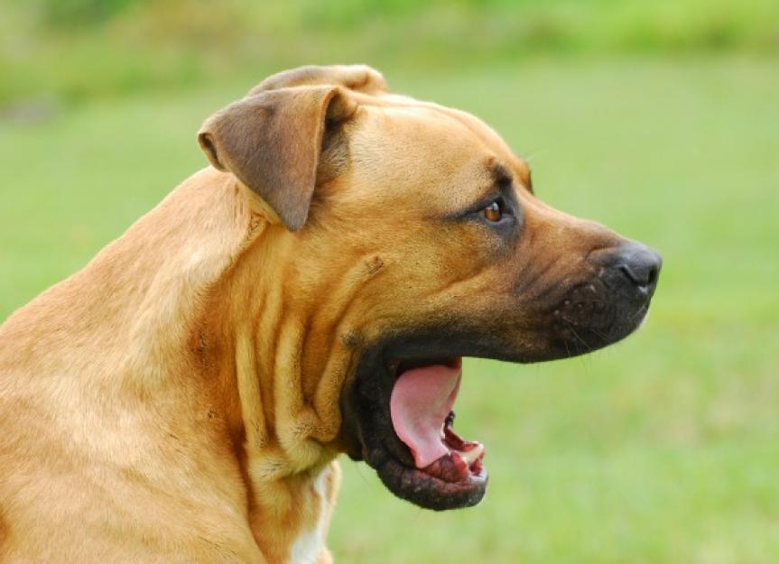 Fractures of Upper Jaw and Lower Jaw in Dogs | PetMD