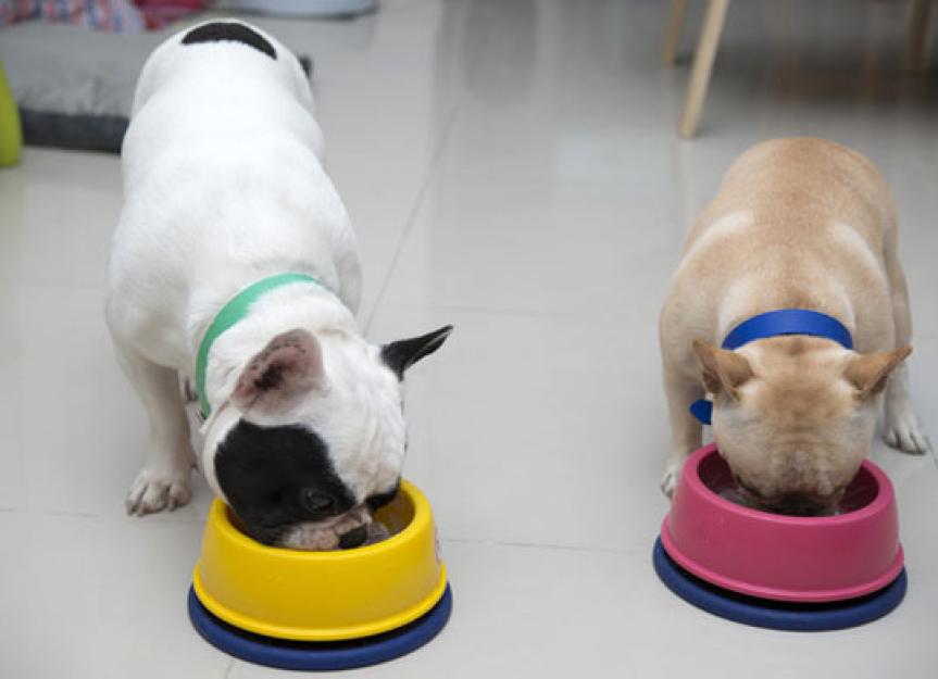 6 Nutrients in Pet Food that Can Harm Your Dog | PetMD