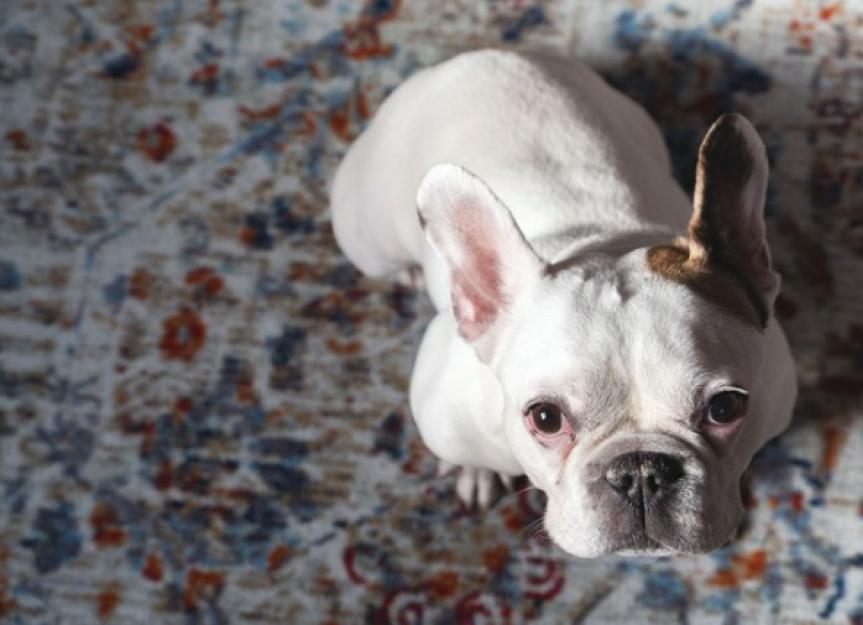 Can Benadryl Calm Vestibular Disease in Dogs?