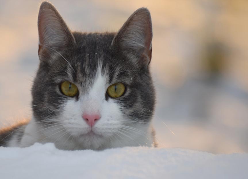 Frostbite in Cats