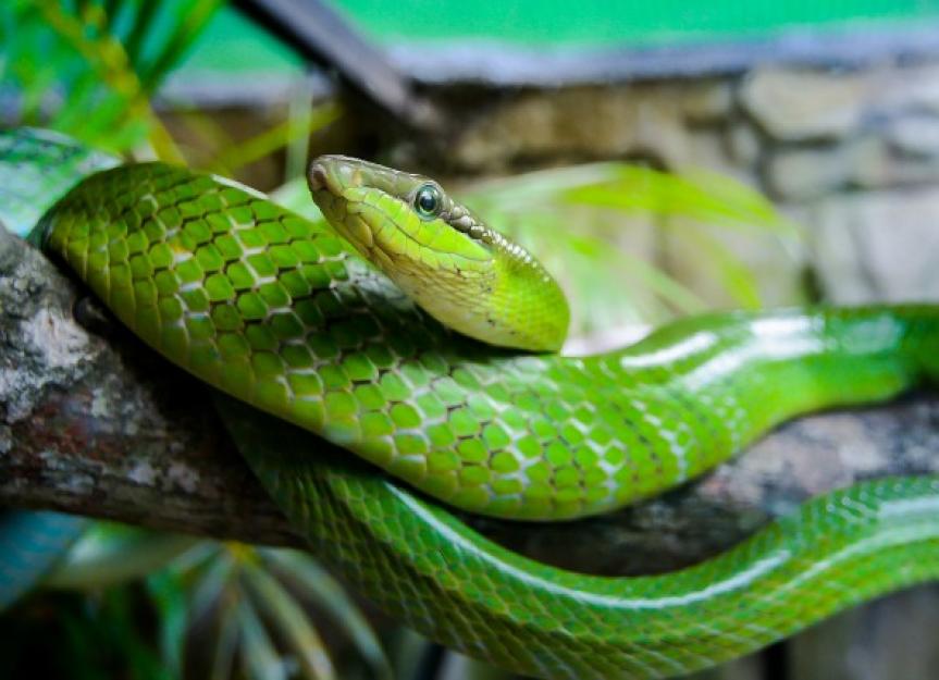 爬行动物和蛇的真菌疾病