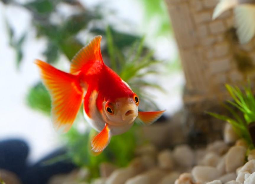 Fungal Infections in Fish PetMD