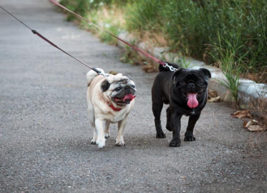 Walking for Weight Loss: Tips for Overweight Dogs