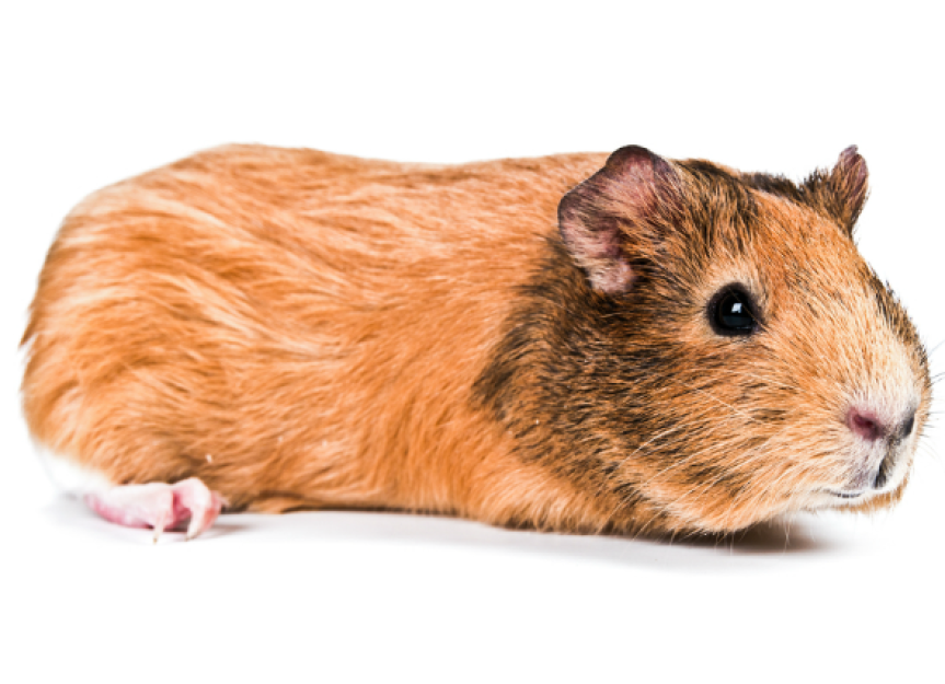Fur Mites in Guinea Pigs PetMD