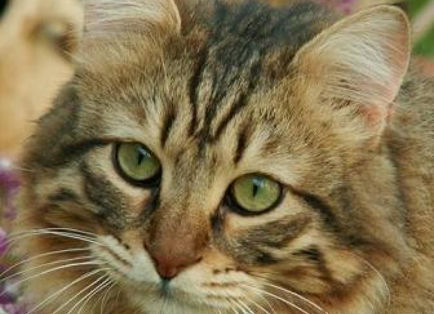 Why I Love Zyrtec for Cats