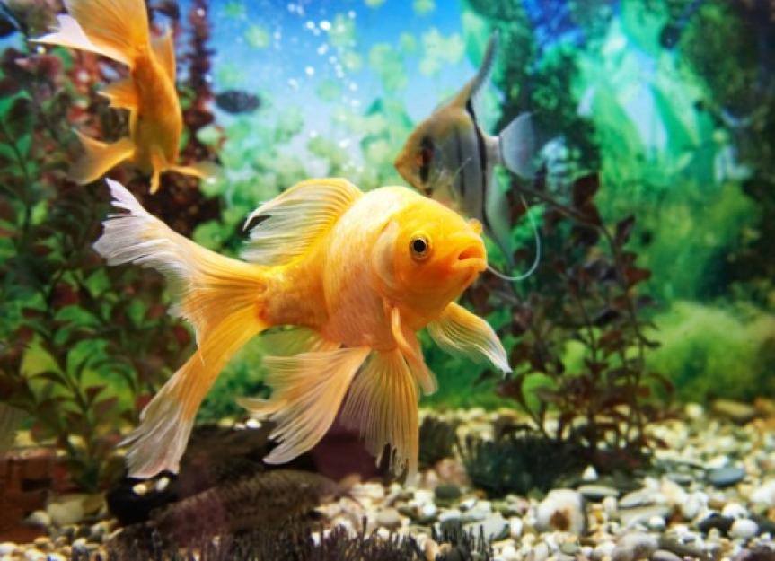 Gas Bubble Disease in Fish