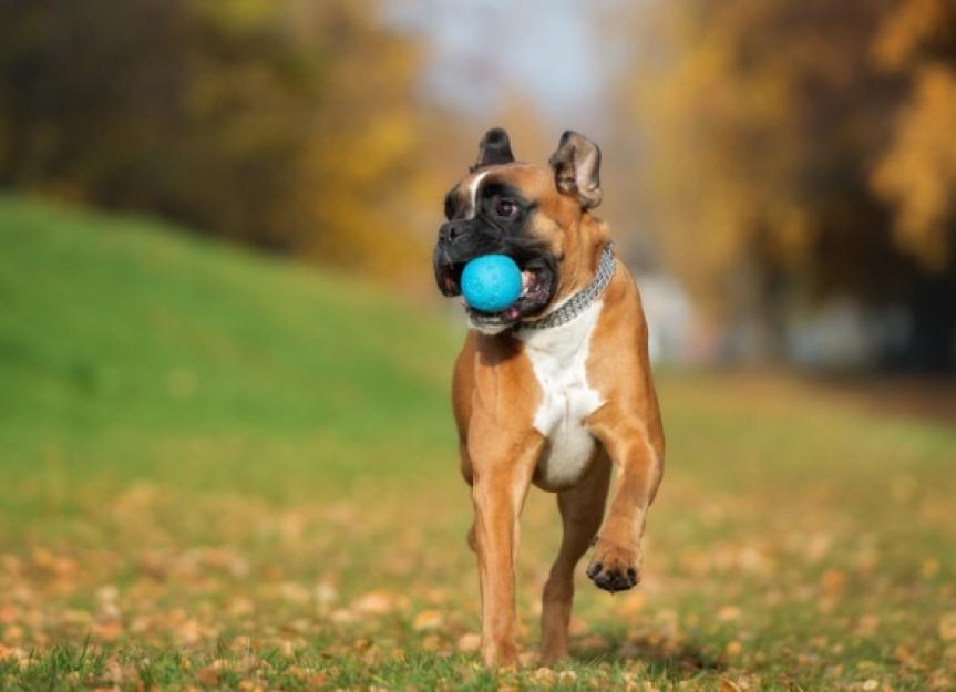 BPA-Free and Nontoxic Dog Toys: What Do the Labels Mean?