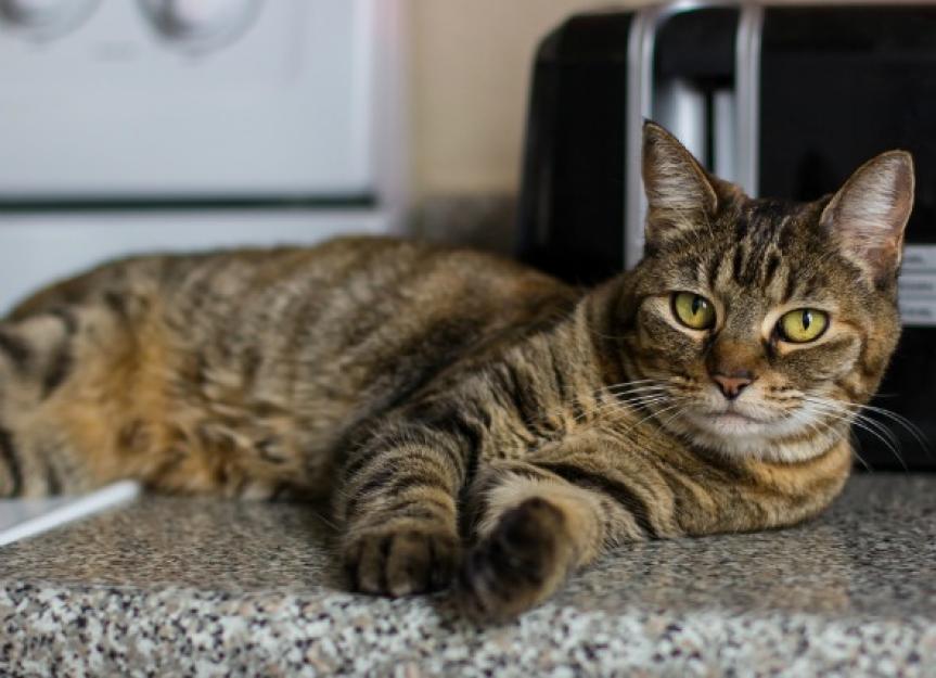 如何让你的猫远离厨房柜台