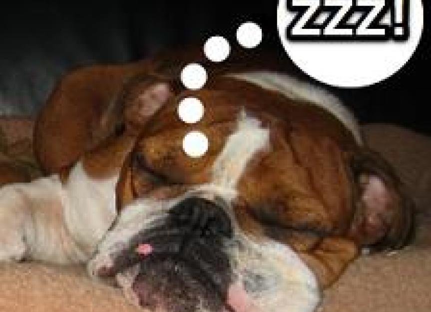 what makes a dog snore