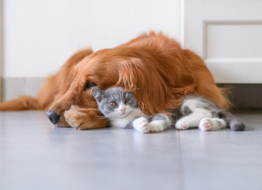 Rehoming Pets: How to Find the Best Home