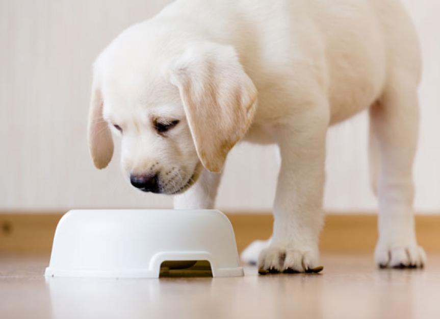 Large Breed Puppy Food vs. Adult Dog Food What's the Difference? PetMD