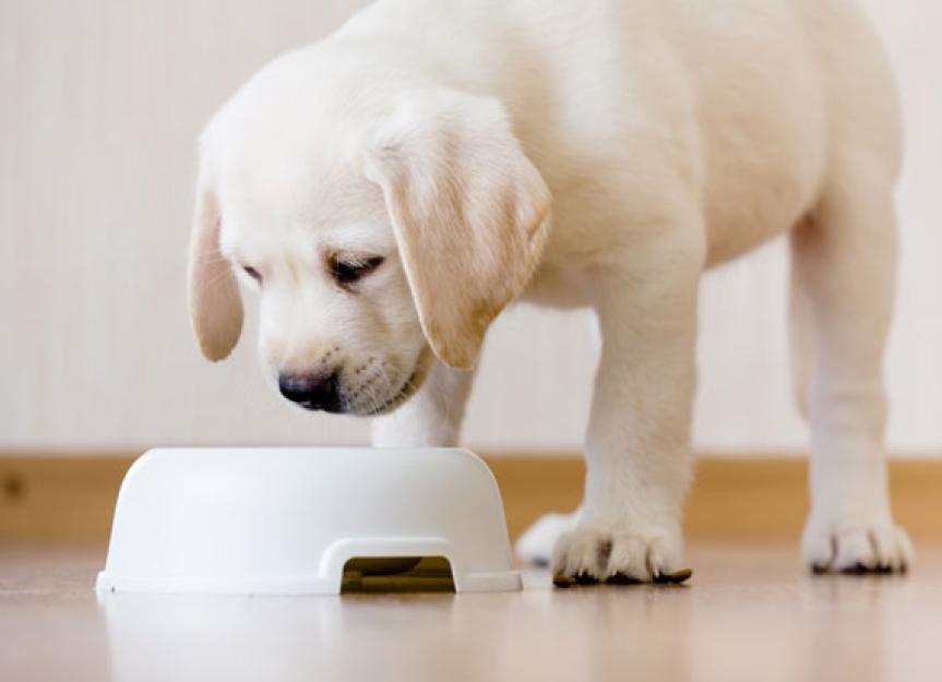 Large Breed Puppy Food vs. Adult Dog Food: What's the Difference?