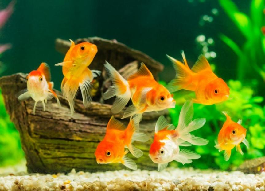 Can You Actually Keep Fish in Bowls?