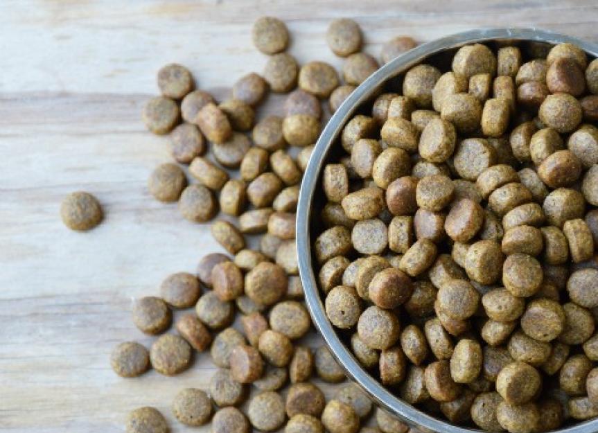 Grains in Dog Food: What You Need to Know