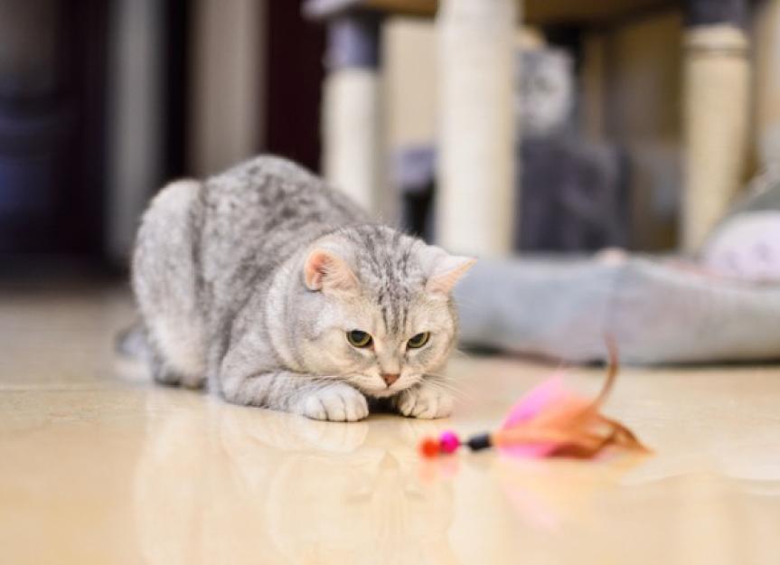These Are the Best Cat Toys to Simulate Hunting Prey PetMD